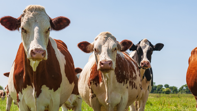 Innovation for dairy farming (1)