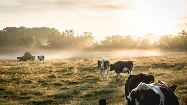 Innovation for dairy farming (2)